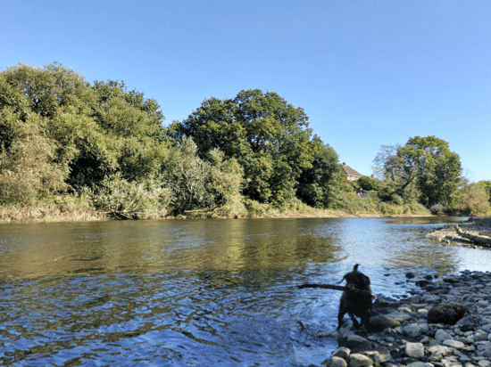River Exe – Weirfield